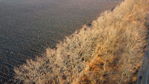 Plowed field and trees without leaves lit by sunlight on sunny autumn spring day. Tilled land field. Dug up earth. Chernozem black earth field. Flying over plowed agricultural field. Aerial drone view