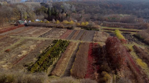 Plant nursery in autumn. Top view. Flying over plants of different varieties in beds in plant nursery on sunny autumn day. Growing and cultivating different plants and trees. Aerial drone view