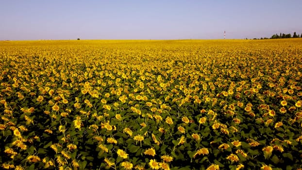 Big beautiful field of blooming sunflowers, horizon and blue sky in summer sunlight morning. Flying over bright yellow flowers of blooming sunflower. Agro-industrial agricultural sunflower cultivation
