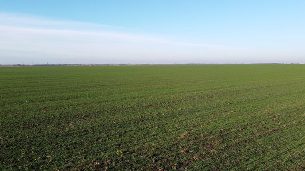 Green field with young green small sprouts of cereal crops and blue sky on sunny spring autumn day. Flying over agricultural field with green plants. Agro industrial landscape. Agrarian farm scenery