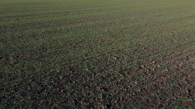 Green field with young green small sprouts of cereal crops on sunny spring autumn day. Flying over agricultural field with green plants. Agro industrial landscape. Agrarian farm scenery.