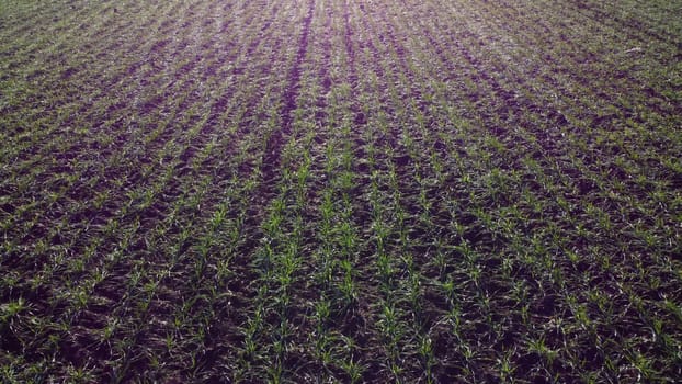 Young green sprouts of winter crops in agricultural field on sunny autumn day. Agricultural industrial cultivation of cereal plants. Flying over agro-industrial agrarian field crops. Red sun glare.