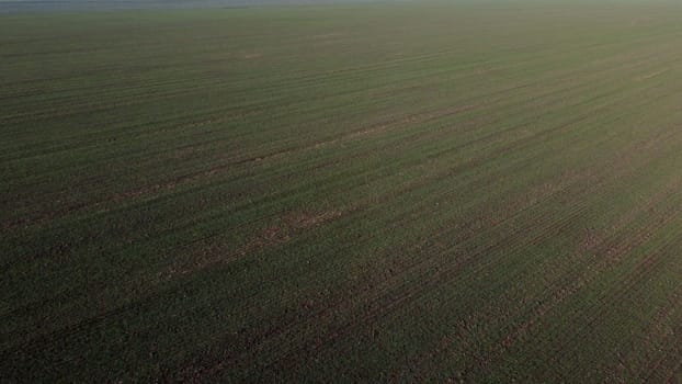 Large green field with different green agricultural crops in the city on sunny spring autumn day. Flying over agricultural field with green plants. Agro industrial landscape. Agrarian farm scenery