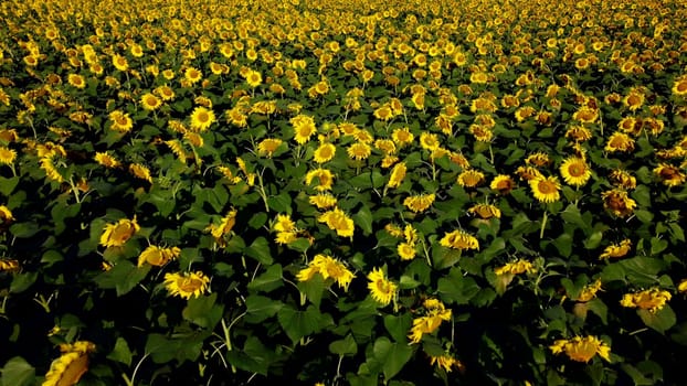 Field of blooming sunflowers in summer sunlight morning. Flying over bright yellow flowers of blooming sunflower. Agro-industrial agricultural sunflower cultivation field