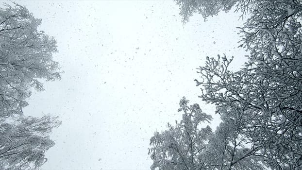 Falling snow from above. Snowfall. Snow falls in flakes vertically from above against sky, snow-covered treetops on winter day. Lot of snow falls from above. Winter seasonal background. Snowy backdrop