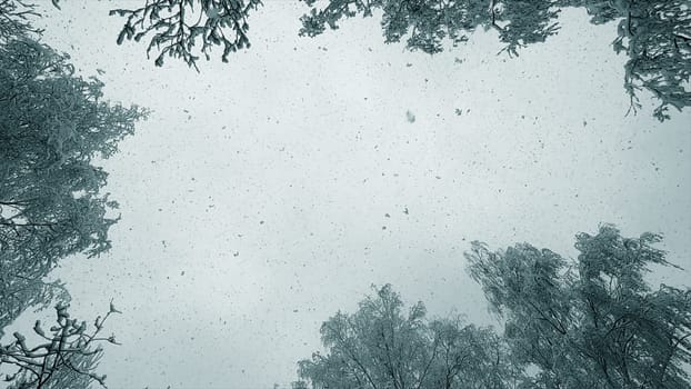 Falling snow from above. Snowfall. Snow falls in flakes vertically from above against sky, snow-covered treetops on winter day. Lot of snow falls from above. Winter seasonal background. Snowy backdrop