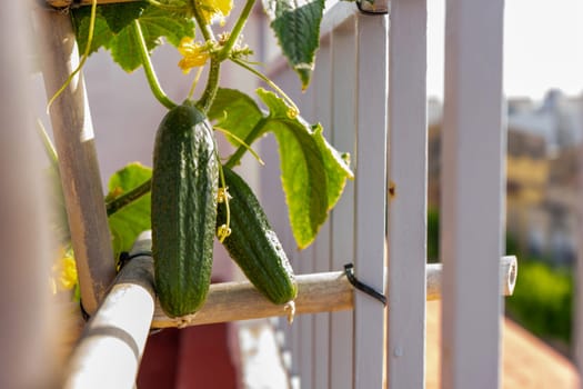 Close-up of a plantation of cucumbers in full growth with the vegetables in full development, grown in an urban garden on the roof of the house. Healthy food, own production