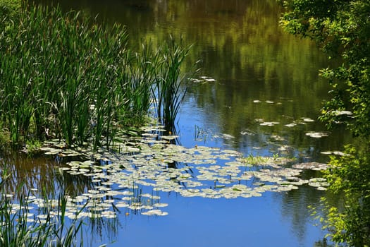 The surface of the water is abundantly covered with water lilies