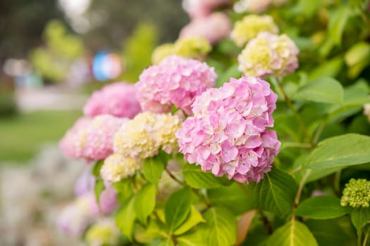 Magenta pink hydrangea macrophylla or hortensia shrub in full bloom in a flower pot, with fresh green leaves in the background
