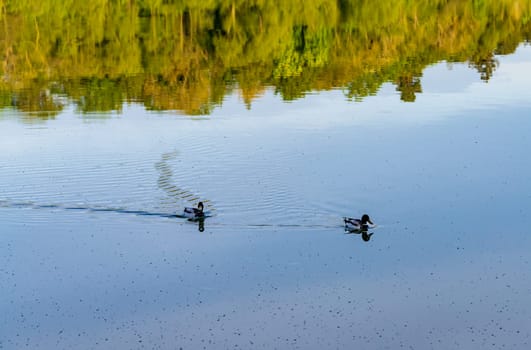 Pair of ducks floating across a reflection of trees in the calm water of lake