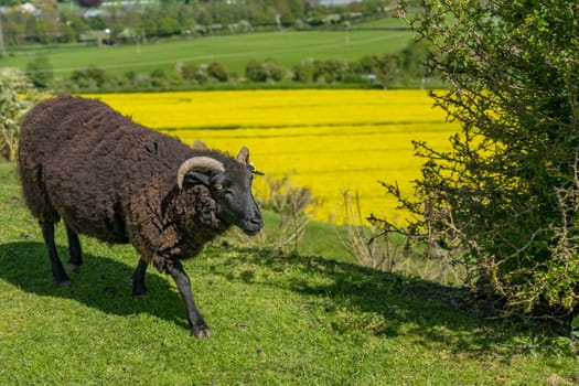 Dark brown horned ram sheep on the slopes of Old Oswestry hill fort in Shropshire