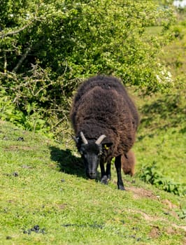 Dark brown horned ram sheep on the slopes of Old Oswestry hill fort in Shropshire