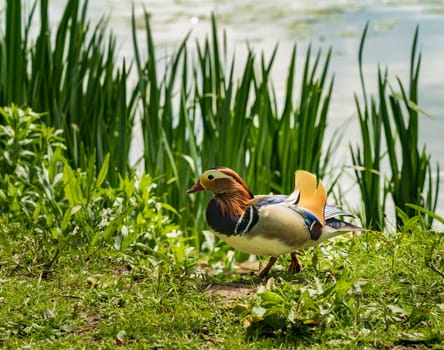 Mandarin duck stands on bank by the Mere in Ellesmere in Shropshire