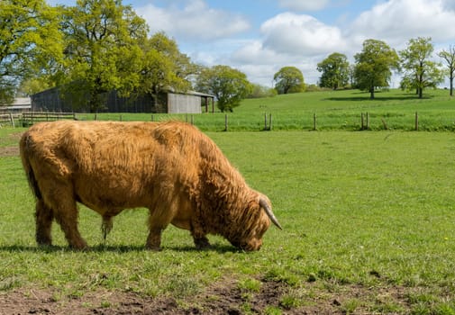 Highland cattle bull grazing in field in England