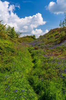 Spring bluebells on the slopes of Old Oswestry hill fort in Shropshire