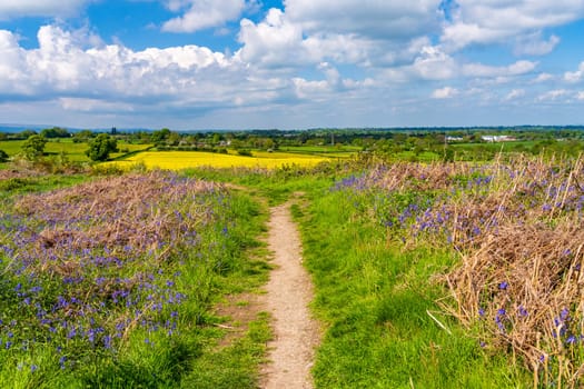 Spring bluebells on the slopes of Old Oswestry hill fort in Shropshire