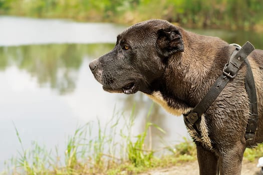 Animals. Portrait of a large black dog of the Alabai breed. The dog is on the river bank in the forest in summer, bored and waiting for his master. Close-up. Soft focus. Horizontal