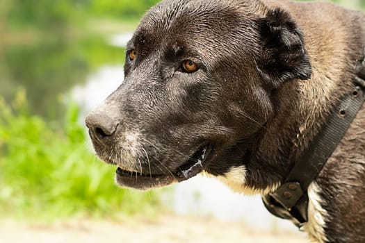 Animals. Portrait of a large black dog of the Alabai breed. The dog is on the river bank in the forest in summer, bored and waiting for his master. Close-up. Soft focus. Horizontal