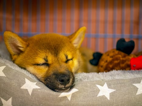 Portrait of cute Shiba Inu small dog, puppy, Close up. Dogecoin. Red-haired Japanese dog smile portrait. Illuminating color, cryptocurrency, electronic money. High quality photo for postcard