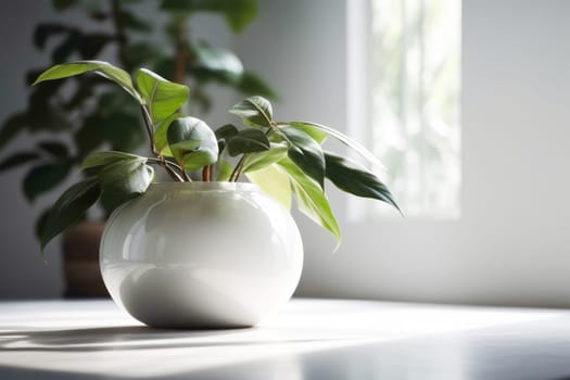 A room have plant in a pot near a windowsill inside a house. The peperomia with the beautiful green leaves of buds is make room fresh.