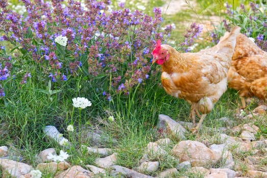 Happy hen in the organic chicken farm. Eco organic chicken farm. Local farm or agriculture. A close up look of healthy Chicken or hen.