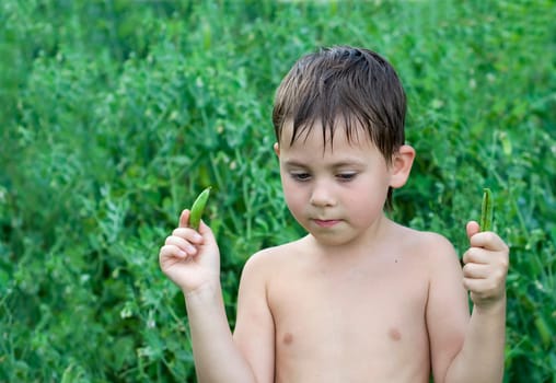 Cute child eating green peas in the garden