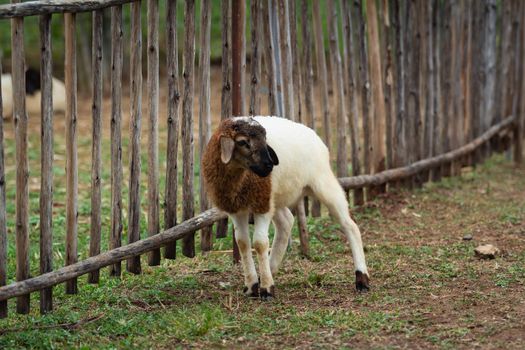 sheep in the cage at the zoo