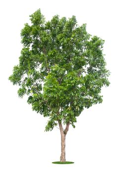 Beautiful green tree isolated on white background.