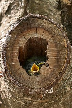 Two small birds in a nest inside a tree. Wood, close-up, detail and macro photography, blurred background. Hatchling begging for food