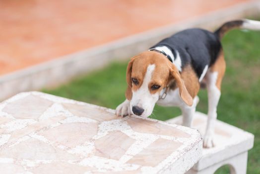 portrait of cute puppy beagle