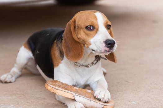 beagle cute dog bite shoes and sitting on the floor