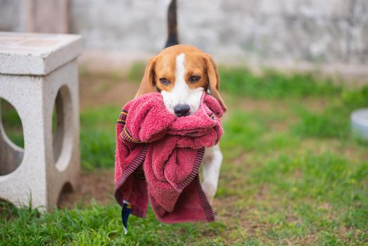 portrait of cute puppy beagle