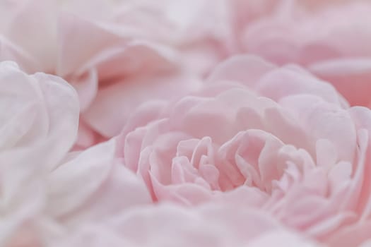 Pale pink roses. Soft focus. Macro flowers background for holiday brand design.