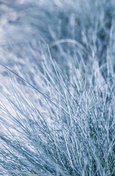 Soft focus ornamental grass Blue Fescue Festuca glauca with water drop. Blurred autumn background