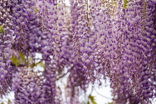 Blooming Wisteria Sinensis with scented classic purple flowersin full bloom in hanging racemes closeup. Garden with wisteria in spring.