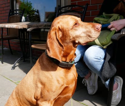 A Hungarian dog breed, the Vizsla. He poses nicely for the camera. The legs of the owner are visible