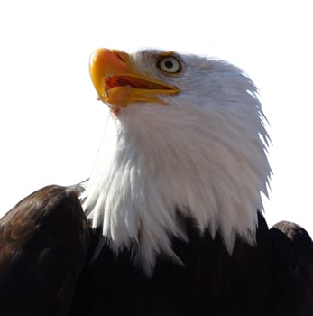 Head of the majestic bald eagle. Bird of prey. Haliaeetus leucocephalus. American eagle.