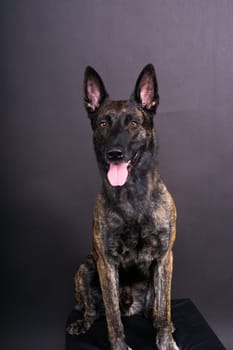 Studio shot of an adorable mixed breed dog sitting on a black background.