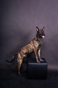 Studio shot of an adorable mixed breed dog sitting on a black background.