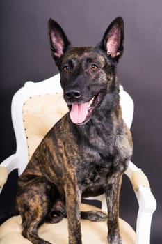 Studio shot of an adorable mixed breed dog sitting on a black background.