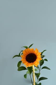 Beautiful sunflowers with leaves on light blue background. Flat lay, top view, copy space, natural background.