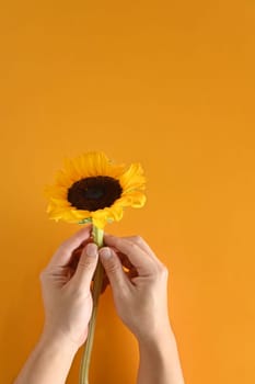 Unrecognizable hands holding sunflower over light yellow background.