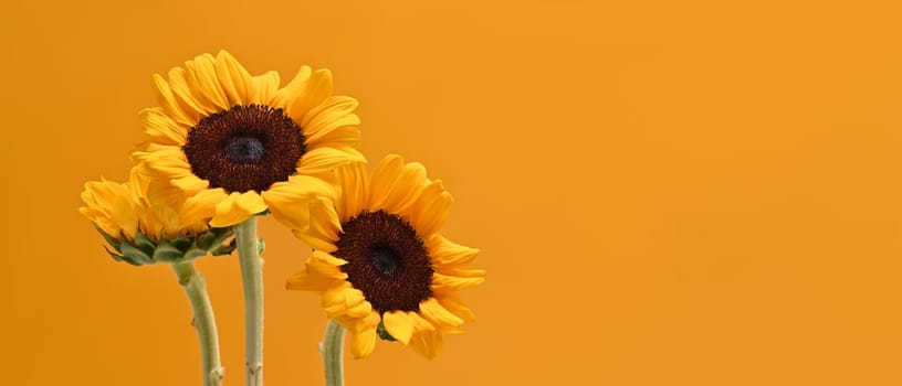 Bouquet of sunflowers on light yellow background with copy space for your text.