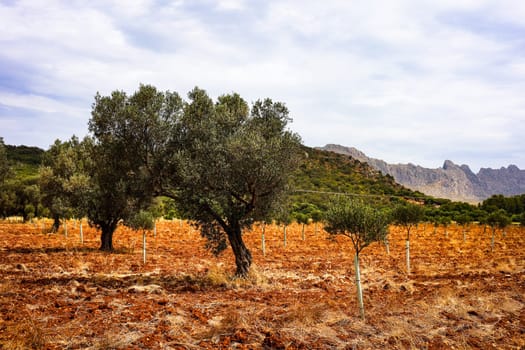 Olive grove against a magnificent mountain backdrop on a cloudy day. High quality photo