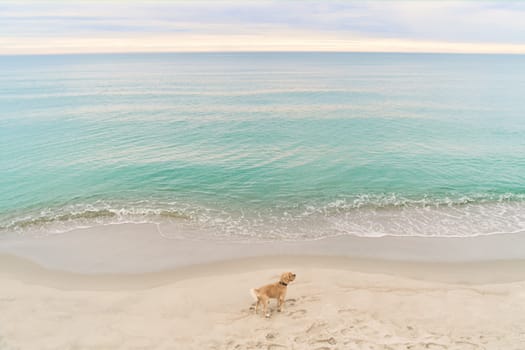 Dog on the beach of the Baltic Sea. Beach in the village of Amber. Beach in Russia with a blue flag. Kaliningrad region.