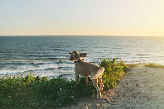 The dog admires the sunset from the cliff. Baltic Sea. Kaliningrad region.