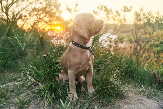 A young american cocker spaniel is sitting on the grass at sunset. High quality photo