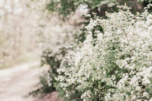 spirea shrub background completely strewn with tassels of white flowers.