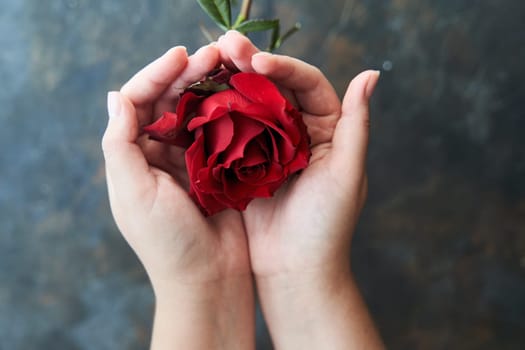 Red rose bud in female hands on a dark background. High-quality photo