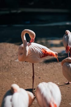 Flamingo standing in the nature. Beautiful Display of Animal Wildlife with Beaks and Feathers